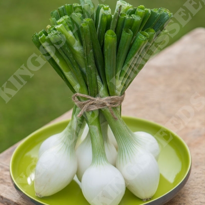 Picture of Onion (Spring) White Star